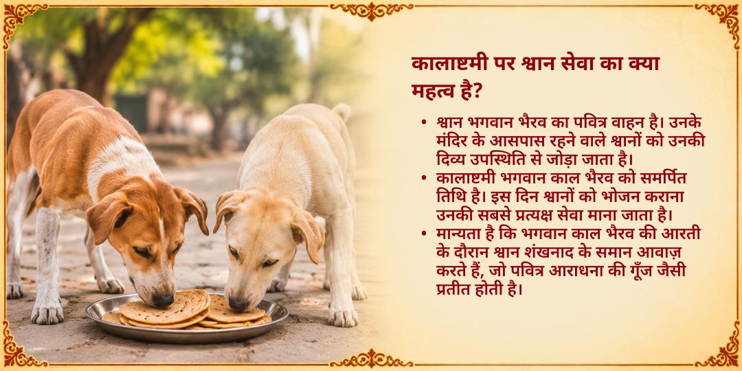 कालाष्टमी विशेष काल भैरव प्रिय श्वान सेवा (काशी)