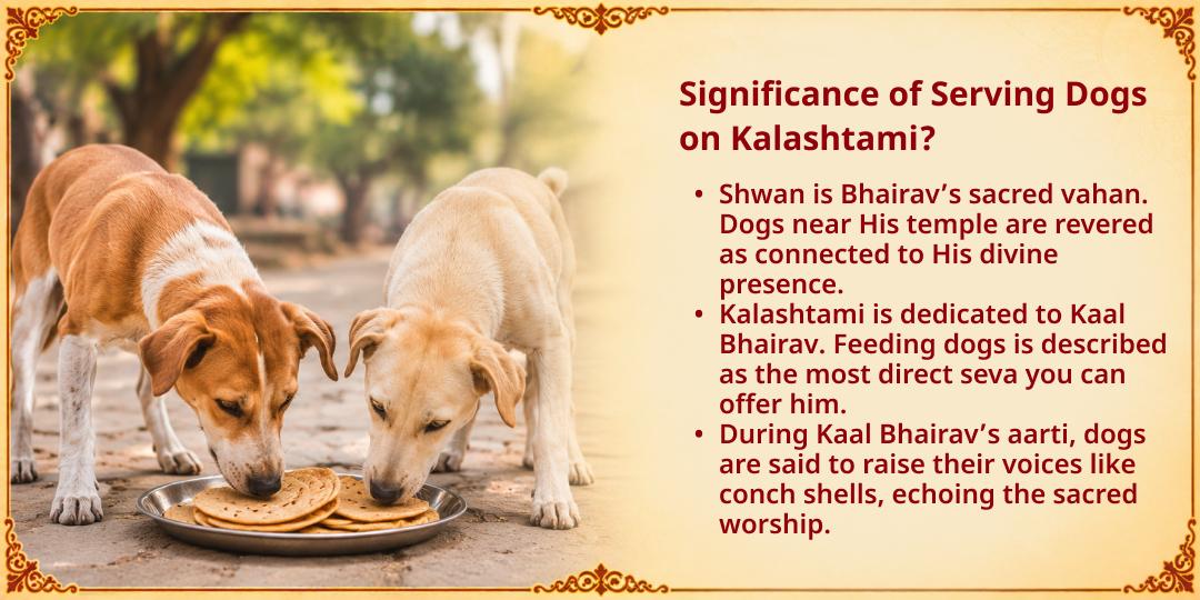 Kalashtami Special Feed the Dogs Seva in Kashi (Shwan Seva)