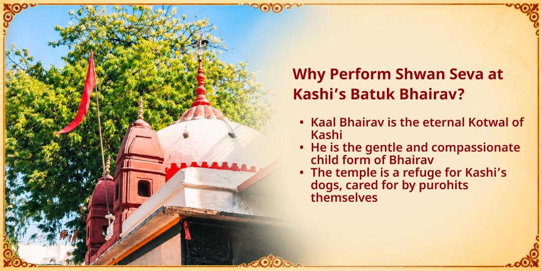Kalashtami Special Feed the Dogs Seva in Kashi (Shwan Seva)