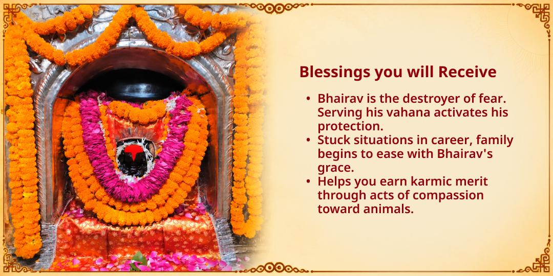 Kalashtami Special Feed the Dogs Seva in Kashi (Shwan Seva)