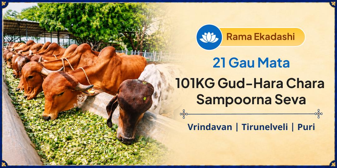 Gau Mata Has Given Milk, Nourishment and Care Every Single Day Without Ever Asking for Anything in Return. This Kartik Ekadashi, Take Care of Her! 