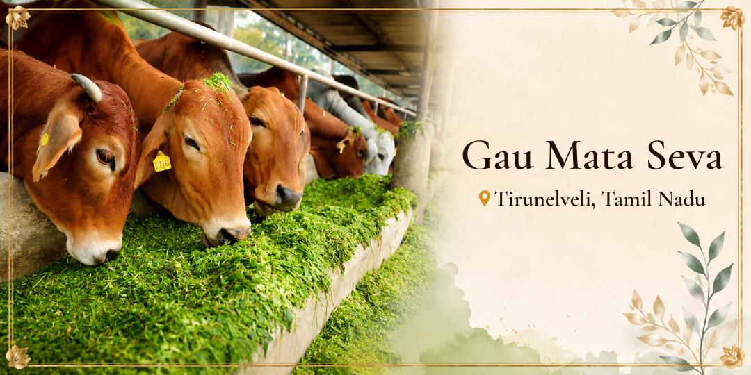 Gau Mata Seva in Tirunelveli Gau Mata Seva in Tirunelveli